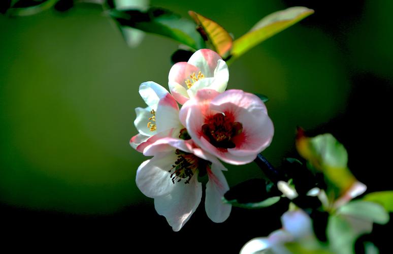 菠菜白菜送彩金平台(菠菜送白菜大全) (3)